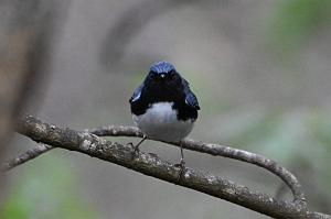 011 Warbler, Black-throated Blue, 2023-05120086 Parker River NWR, MA